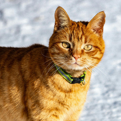 Pet Collars