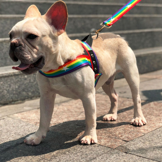 Rainbow dog chai leash